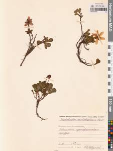 Рододендрон камчатский Pall., Сибирь, Чукотка и Камчатка (S7) (Россия)