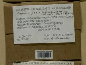 Ptychostomum pseudotriquetrum (Hedw.) J.R. Spence & H.P. Ramsay, Гербарий мохообразных, Мхи - Северный Кавказ и Предкавказье (B12) (Россия)