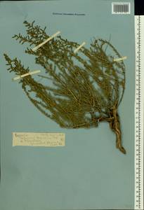 Nitrosalsola laricina (Pall.) Theodorova, Восточная Европа, Нижневолжский район (E9) (Россия)