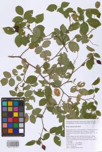 Rosa × andegavensis Bastard, Восточная Европа, Центральный лесостепной район (E6) (Россия)