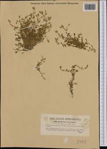 Диходон ясколковый (L.) Rchb., Западная Европа (EUR) (Италия)