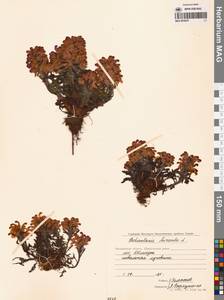 Мытник волосистый L., Сибирь, Чукотка и Камчатка (S7) (Россия)