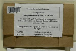 Warnstorfia badia (Hartm.) W.R. Buck & Goffinet, Гербарий мохообразных, Мхи - Красноярский край, Тыва и Хакасия (B17) (Россия)