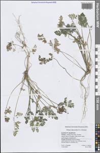 Orlaya platycarpos W.D.J.Koch, Зарубежная Азия (ASIA) (Турция)