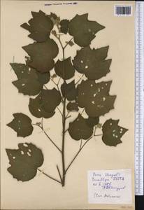 Malvaceae, Америка (AMER) (Перу)