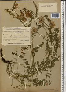 Вязель пестрый, Вязель разноцветный L., Кавказ, Турецкий Кавказ (K7) (Турция)