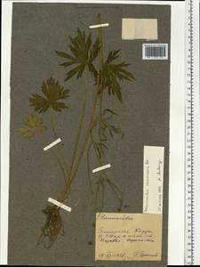 Ranunculus polyanthemos subsp. nemorosus (DC.) Schübl. & G. Martens, Восточная Европа, Молдавия (E13a) (Молдавия)