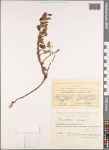 Heliotropium sibiricum (L.) J.I.M.Melo, Кавказ, Азербайджан (K6) (Азербайджан)