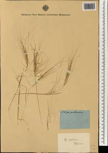 Stipellula capensis (Thunb.) Röser & Hamasha, Зарубежная Азия (ASIA) (Неизвестно)