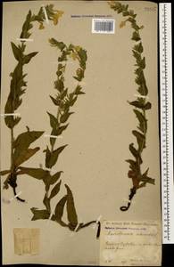 Гуния красивая (Willd. ex Roem. & Schult.) W. Greuter & Burdet, Кавказ, Дагестан (K2) (Россия)