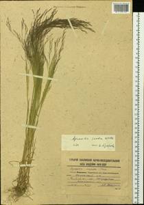 Полевица шероховатая Willd., Сибирь, Дальний Восток (S6) (Россия)
