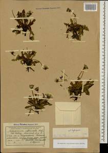 Одуванчик красносеменной, Одуванчик красноплодный Andrz. ex Besser, Кавказ, Черноморское побережье (от Новороссийска до Адлера) (K3) (Россия)