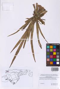 Телорез алоэвидный, Телорез обыкновенный L., Восточная Европа, Московская область и Москва (E4a) (Россия)