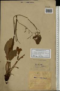 Кермек Гмелина (Willd.) Kuntze, Восточная Европа, Восточный район (E10) (Россия)