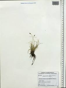 Carex simpliciuscula Wahlenb., Сибирь, Центральная Сибирь (S3) (Россия)