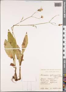Hieracium transiens subsp. erythrocarpoides (Litv. & Zahn) Greuter, Кавказ, Грузия (K4) (Грузия)