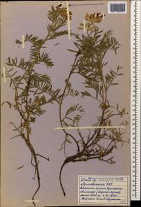 Vicia variegata subsp. variegata, Кавказ, Армения (K5) (Армения)