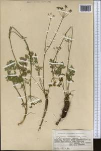 Бороздоплодник розовый Korovin, Средняя Азия и Казахстан, Памир и Памиро-Алай (M2) (Киргизия)