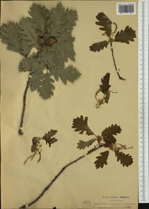 Quercus pyrenaica Willd., Западная Европа (EUR) (Италия)