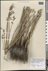 Схеноплектус приморский (Schrad.) Palla, Восточная Европа, Нижневолжский район (E9) (Россия)