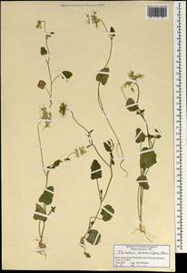 Ainsworthia cordata (Jacq.) Boiss., Зарубежная Азия (ASIA) (Израиль)