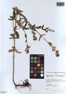 KUZ 018 132, Зверобой волосистый, Зверобой жестковолосый L., Сибирь, Алтай и Саяны (S2) (Россия)