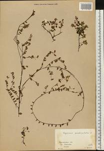 Клюква болотная, Клюква обыкновенная L., Восточная Европа, Северный район (E1) (Россия)