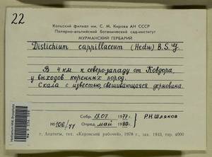 Distichium capillaceum (Hedw.) Bruch & Schimp., Гербарий мохообразных, Мхи - Карелия, Ленинградская и Мурманская области (B4) (Россия)