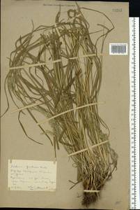 Lolium pratense (Huds.) Darbysh., Восточная Европа, Ростовская область (E12a) (Россия)