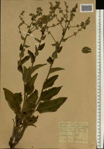 Verbascum chaixii subsp. orientale (M. Bieb.) Hayek, Восточная Европа, Центральный лесостепной район (E6) (Россия)