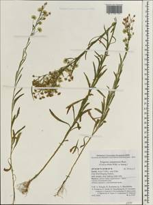 Erigeron sumatrensis Retz., Зарубежная Азия (ASIA) (Израиль)