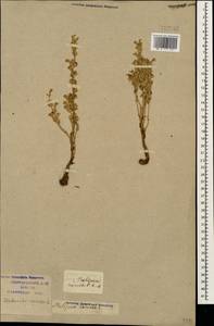 Фелипанхе ветвистая (L.) Pomel, Кавказ, Краснодарский край и Адыгея (K1a) (Россия)