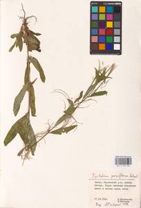Кипрей мелкоцветковый Schreb., Восточная Европа, Литва (E2a) (Литва)