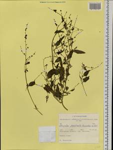 Лебеда лежачая, Лебеда простертая DC., Сибирь, Западная Сибирь (S1) (Россия)