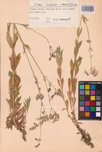 Смолевка обыкновенная, Хлопушка (Moench) Garcke, Восточная Европа, Центральный район (E4) (Россия)