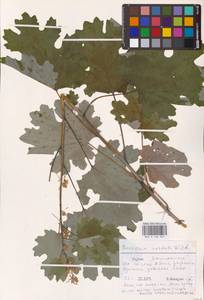 Macleaya cordata (Willd.) R.Br., Восточная Европа, Литва (E2a) (Литва)