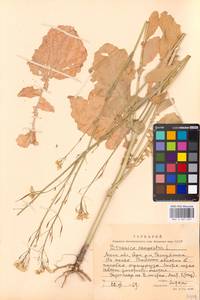 Brassica rapa subsp. sylvestris (L.) Janch., Восточная Европа, Московская область и Москва (E4a) (Россия)