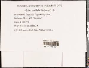 Ulota curvifolia (Wahlenb.) Sw., Гербарий мохообразных, Мхи - Карелия, Ленинградская и Мурманская области (B4) (Россия)