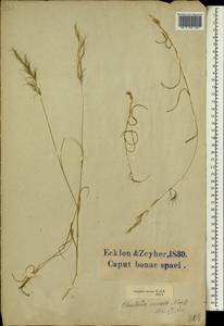 Aristida adscensionis L., Африка (AFR) (ЮАР)