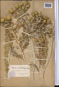 Cousinia dolicholepis Schrenk, Средняя Азия и Казахстан, Северный и Центральный Тянь-Шань (M4) (Казахстан)