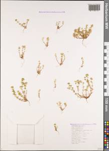 Scleranthus annuus subsp. polycarpos (L.) Thell., Кавказ, Черноморское побережье (от Новороссийска до Адлера) (K3) (Россия)