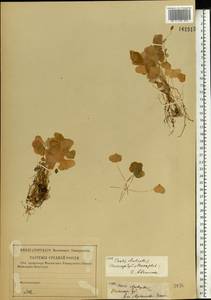 Кислица обыкновенная L., Восточная Европа, Средневолжский район (E8) (Россия)