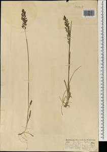 Мятлик сибирский Roshev., Монголия (MONG) (Монголия)