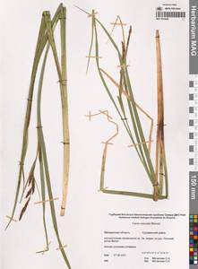 Осока пузыреватая Meinsh., Сибирь, Чукотка и Камчатка (S7) (Россия)