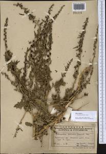 Blitum virgatum subsp. virgatum, Средняя Азия и Казахстан, Памир и Памиро-Алай (M2) (Узбекистан)