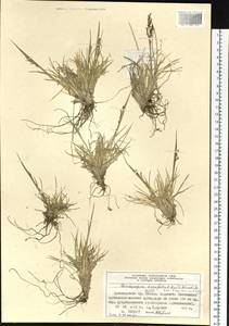 Deschampsia cespitosa subsp. septentrionalis Chiapella, Сибирь, Центральная Сибирь (S3) (Россия)