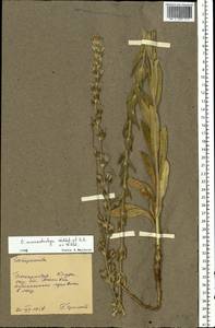 Колокольчик крупноколосый Waldst. & Kit. ex Willd., Восточная Европа, Молдавия (E13a) (Молдавия)