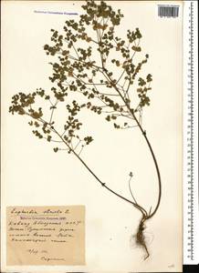 Молочай прямой, Молочай торчащий L., Кавказ, Абхазия (K4a) (Абхазия)