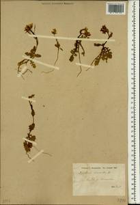 Diplotaxis erucoides (L.) DC., Зарубежная Азия (ASIA) (Сирия)
