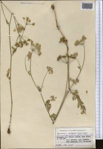 Скалигерия шероховатая (Regel & Schmalh.) Lipsky ex Korovin, Средняя Азия и Казахстан, Памир и Памиро-Алай (M2) (Киргизия)